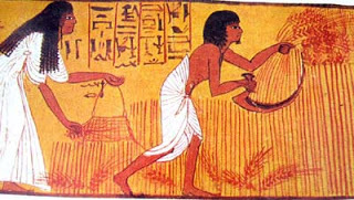 Ancient Egyptian mural – Wheat harvest